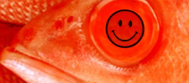 a red herring head with an acid smiley in it's eye